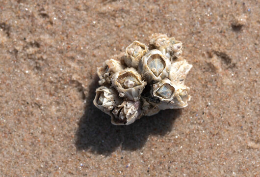 Bay barnacle (Amphibalanus improvisus) animal colony on the sandy sea shore at sunny summer day