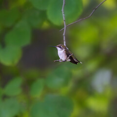 Fototapeta premium hummingbird