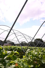greenhouse with plants in spring