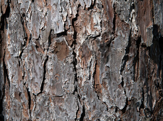 bark of a tree