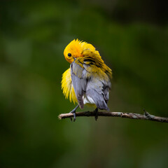 Prothonotary warbler
