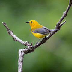 Fototapeta premium Prothonotary warbler