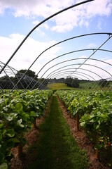 irrigation system in the strawberry field