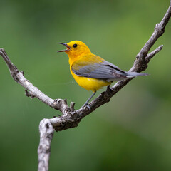 Fototapeta premium Prothonotary yellow warbler