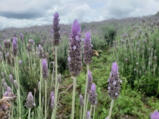 field of lavender