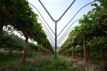 irrigation fields in strawberry patch in summer