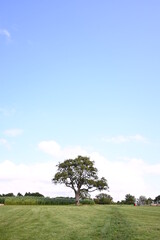 lone tree in the field in summer