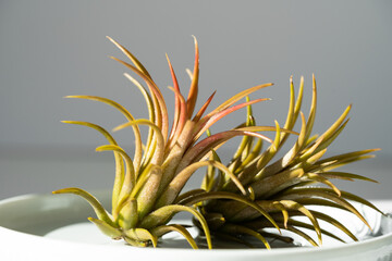 Tillandsia air plant on white ceramic plate with sunlight and shadows at home. Trendy houseplant, indoor gardening concept. Macro shot.