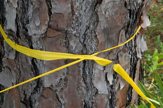 Yellow Ribbon On A Tree