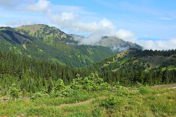 Olympic National Forest, Pacific Northwest, Olympic Peninsula, Washington State.