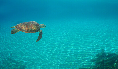 Obraz premium underwater sea turtle , caribbean sea , Venezuela