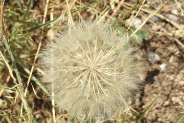 A common dandelion during the seed stage, ready for a gentle breeze to carry the seeds attached to...