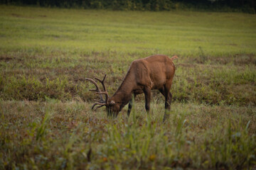 Elk Grazing on a Foggy Morning in Cataloochee Valley in the Great Smoky Mountains National Park in North Carolina