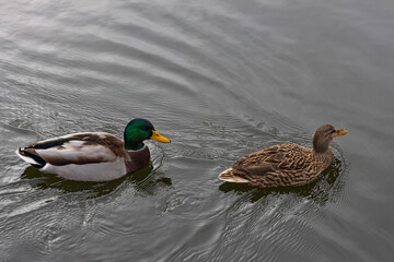 ducks in the water