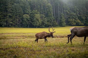 Elk Grazing on a Foggy Morning in Cataloochee Valley in the Great Smoky Mountains National Park in North Carolina