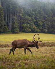 Naklejka na ściany i meble Elk Grazing on a Foggy Morning in Cataloochee Valley in the Great Smoky Mountains National Park in North Carolina