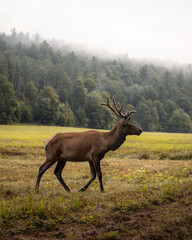 Elk Grazing on a Foggy Morning in Cataloochee Valley in the Great Smoky Mountains National Park in...