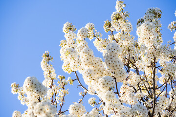 Tree branches covered in spring blooms; California