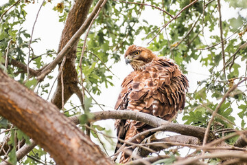 Red-tailed Hawk (Buteo jamaicensis) standing on a valley oak tree branch, San Francisco Bay Area, California