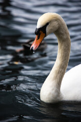 Obraz premium swan on the lake