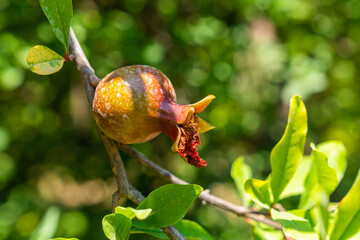 Fruits of unripe green pomegranate in leaves on branches
