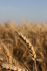 ears of wheat