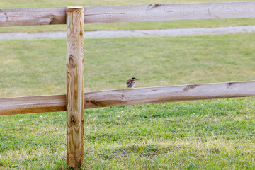 bird on fence