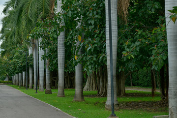arboles hermosos en sinaloa en el jardin botanico