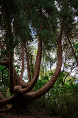 tree in the forest western red cedar