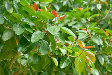 Obraz premium hojas de arbol