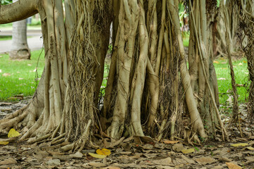 arboles con raices grandes
