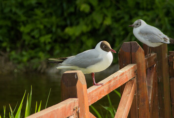 Seagull (Chroicocephalus ridibundus) seats on wooden railings in sunny day