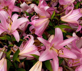 Bright delicate lily flowers in a flower bed