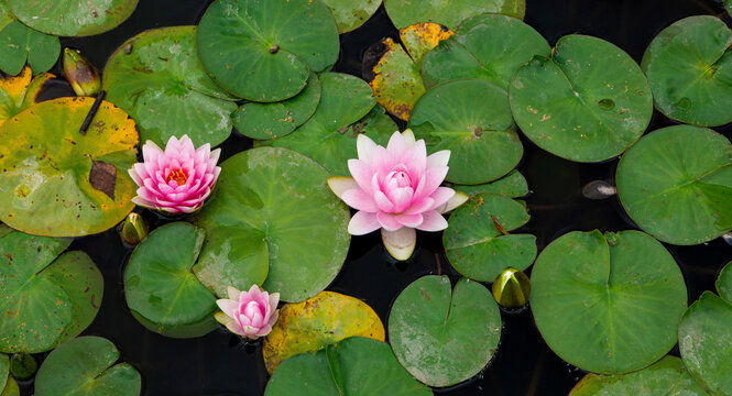 Bright delicate flowers water lilies among green leaves on the water