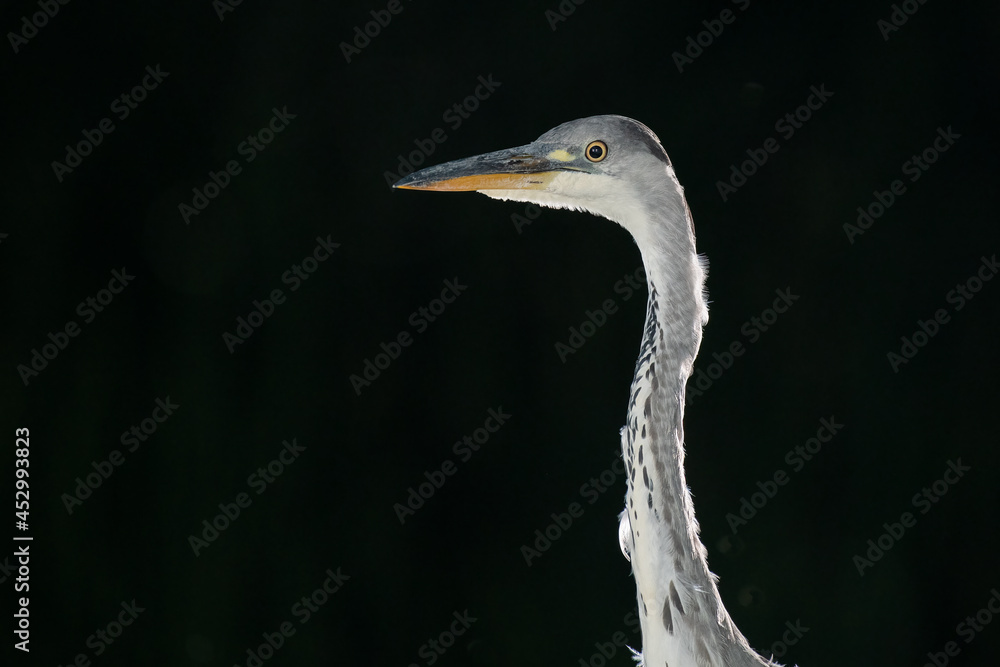 Poster close up of a grey heron at night. the image shows the next and head only and is set against an almo