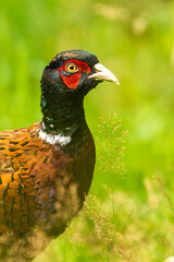 Portrait of a pheasant amongst the grasses