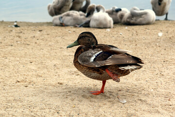 Duck standing on one leg, invalid, disabled duck, duck with leg injury