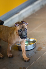 Cute brown puppy with funny ears in front of a water bowl