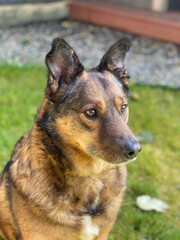 Norwegian Elkhound Dog 