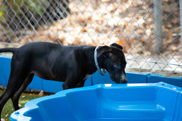 Cute black puppy with blue water pool