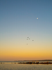 Moonrise and flight of seabirds over the jetty on Cape Cod beach, Massachusetts.