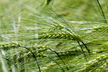 wheat field with green immature wheat plants