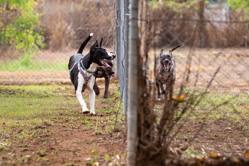 Dogs running along a fence