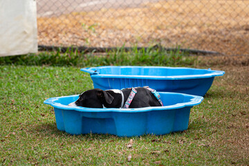 Dog laying in waterpool