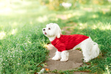 close up portrait of pretty sweet small little dog white Maltese terrier in red pullover outdoor dress, jacket on sunny  background