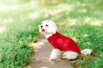 close up portrait of pretty sweet small little dog white Maltese terrier in red pullover outdoor dress, jacket on sunny  background