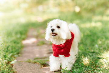 close up portrait of pretty sweet small little dog white Maltese terrier in red pullover outdoor dress, jacket on sunny  background