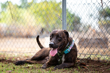 Cute brown dog laying in front of a fence