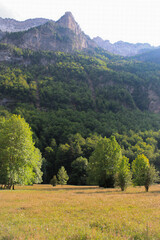Fototapeta premium landscape with trees