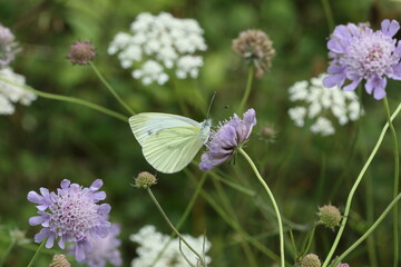 Green-veined White butterfly on Scabious.